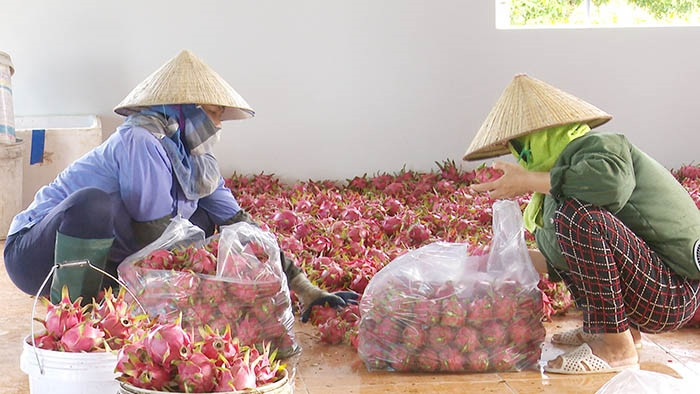 HTX Sản xuất và kinh doanh nông sản Bạch Đằng: Tạm ngừng xuất khẩu thanh long